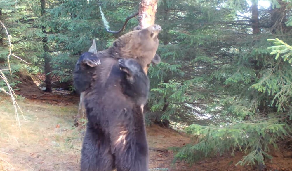 De ce se scarpină urșii de copaci. Mai multe exemplare au fost filmate în Bucegi. VIDEO - Imaginea 4