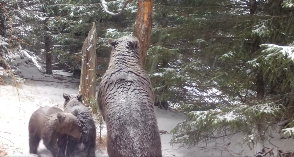 De ce se scarpină urșii de copaci. Mai multe exemplare au fost filmate în Bucegi. VIDEO - Imaginea 5