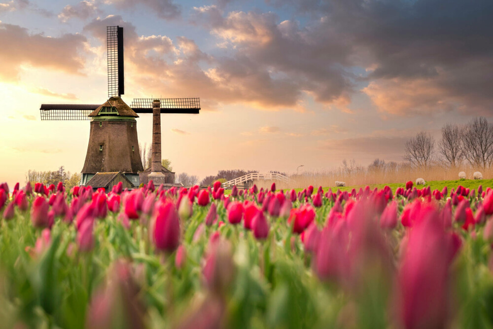 Ce să vizitezi în Țările de Jos. Cele mai frumoase locuri de văzut în Olanda - Imaginea 1
