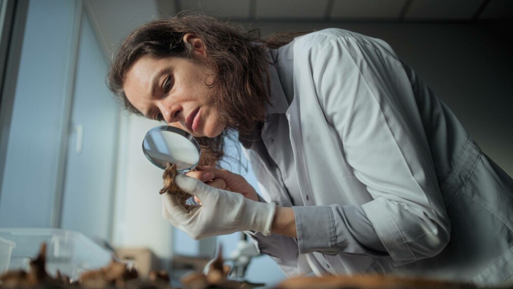 Cele mai vechi urme ale prezenței umane în Europa, descoperite în România. Arheologii cred că au aproape două milioane de ani - Imaginea 1