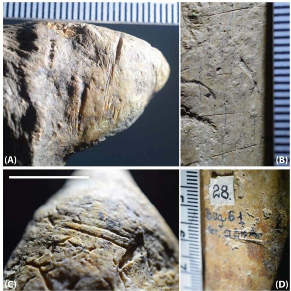 Cele mai vechi urme ale prezenței umane în Europa, descoperite în România. Arheologii cred că au aproape două milioane de ani - Imaginea 3