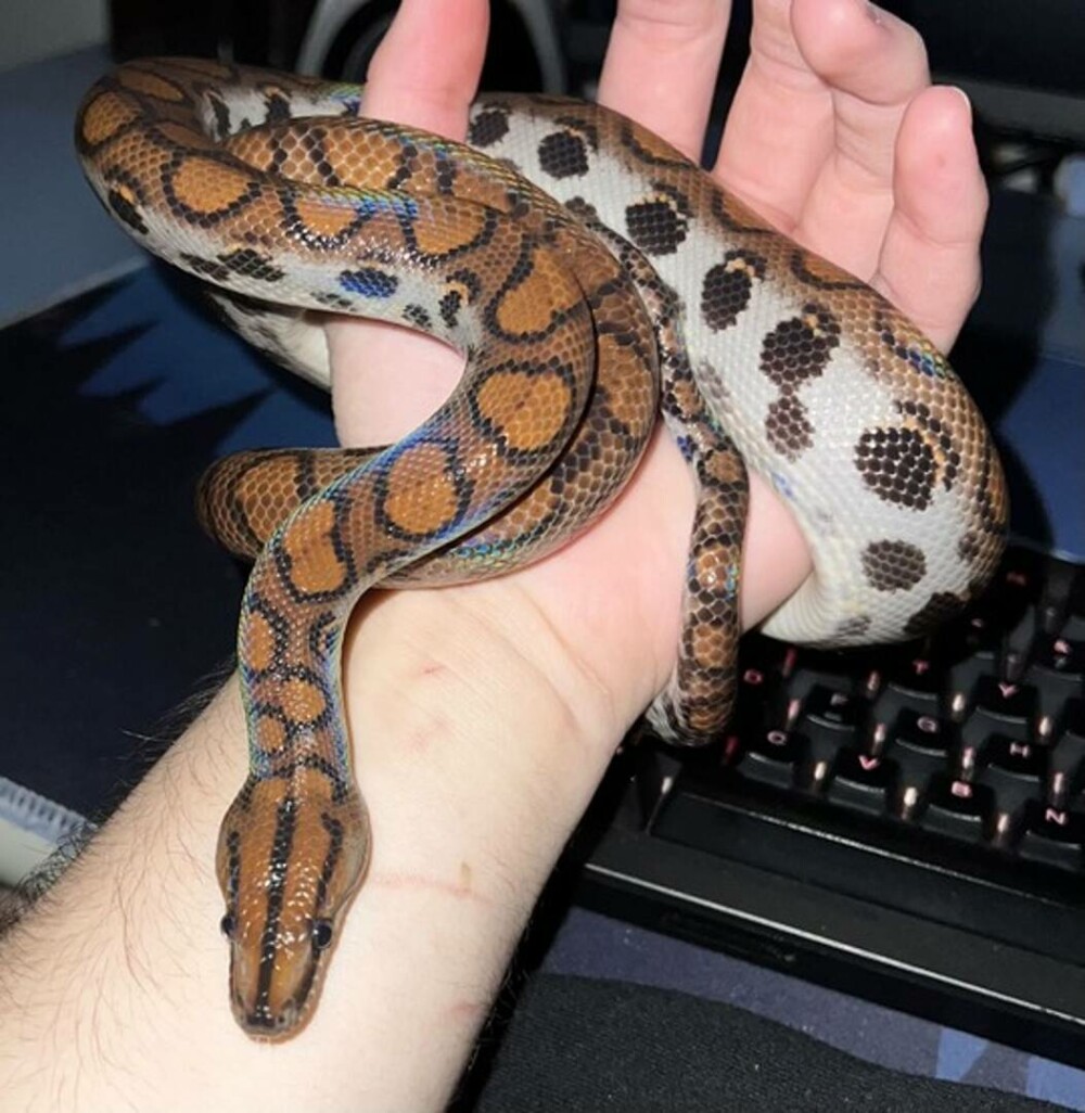 Crescătorie ilegală de reptile într-o locuință din Bihor. Erau și 2 vipere pentru care nu există ser antiviperin în România - Imaginea 1