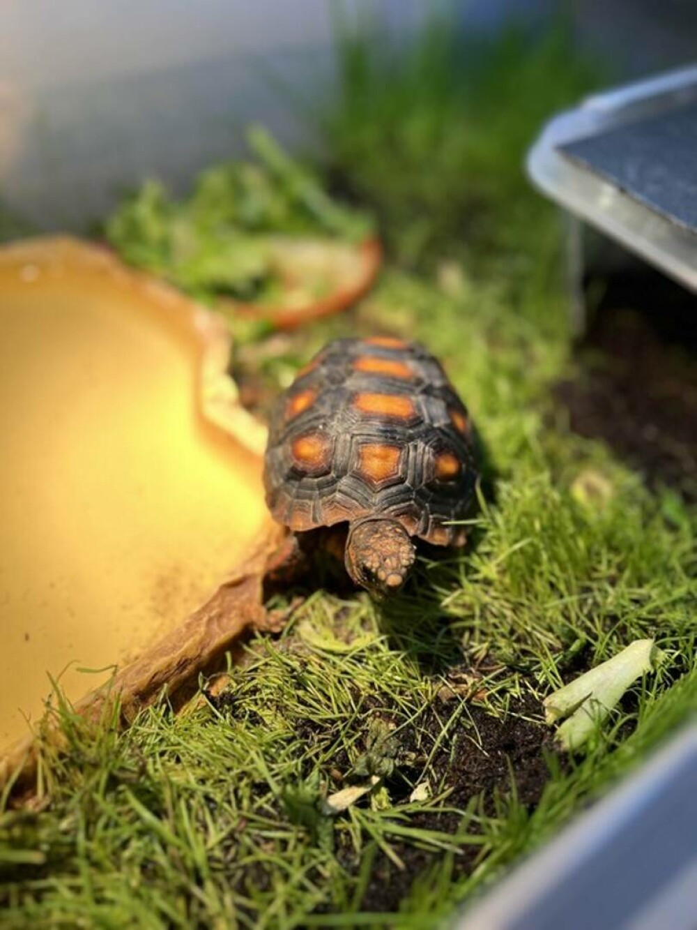 Crescătorie ilegală de reptile într-o locuință din Bihor. Erau și 2 vipere pentru care nu există ser antiviperin în România - Imaginea 2