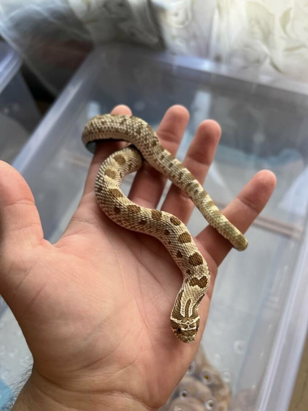 Crescătorie ilegală de reptile într-o locuință din Bihor. Erau și 2 vipere pentru care nu există ser antiviperin în România - Imaginea 3