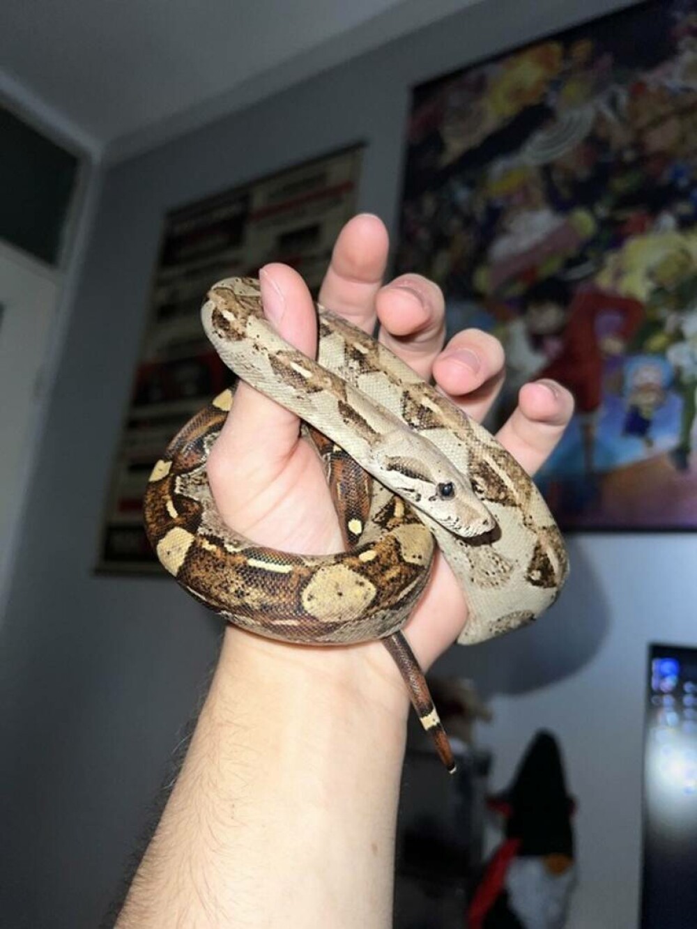 Crescătorie ilegală de reptile într-o locuință din Bihor. Erau și 2 vipere pentru care nu există ser antiviperin în România - Imaginea 4