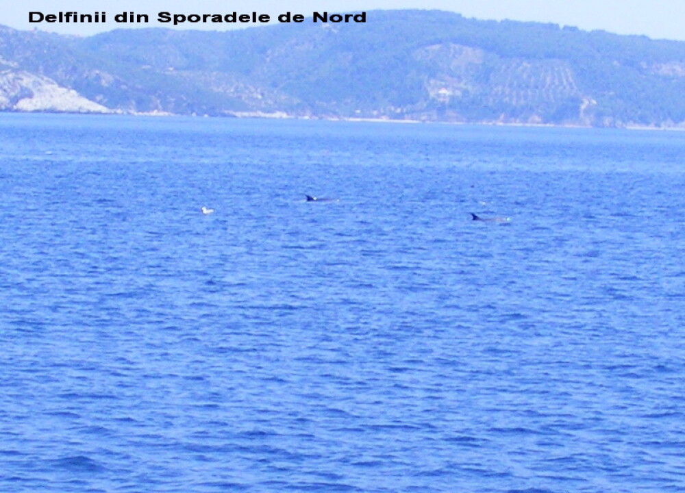 Skiathos, o vacanta completa (II) - In cautare de delfini, foci si pirati - Imaginea 9