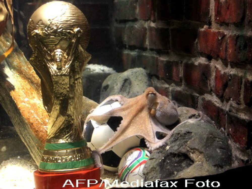 Caracatita Paul, oracolul de la Campionatul Mondial, a murit! - Imaginea 1