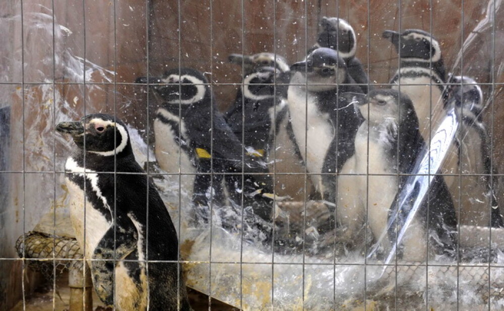 Dezastru in Atlantic: sute de pinguini acoperiti de petrol, morti - Imaginea 1