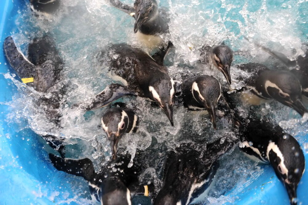 Dezastru in Atlantic: sute de pinguini acoperiti de petrol, morti - Imaginea 2