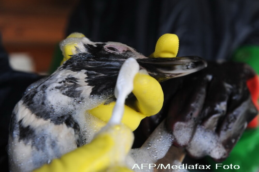 Dezastru in Atlantic: sute de pinguini acoperiti de petrol, morti - Imaginea 3