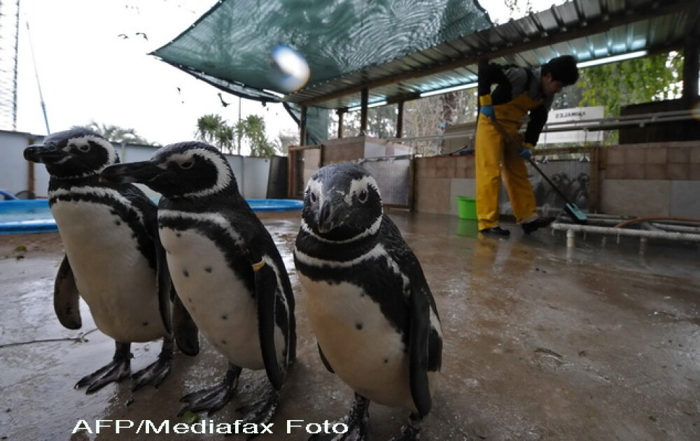 Dezastru in Atlantic: sute de pinguini acoperiti de petrol, morti - Imaginea 4