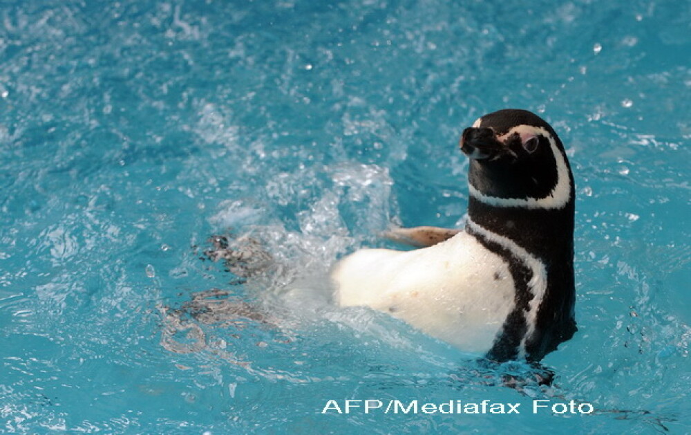 Dezastru in Atlantic: sute de pinguini acoperiti de petrol, morti - Imaginea 5