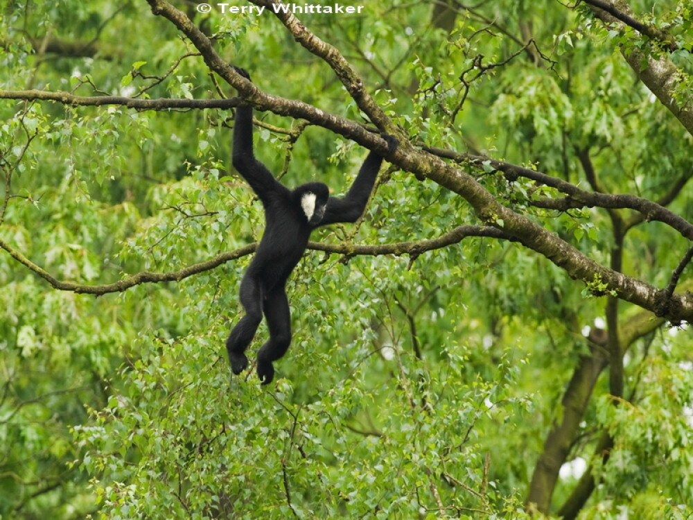 Cercetatorii au descoperit o maimuta considerata disparuta: 