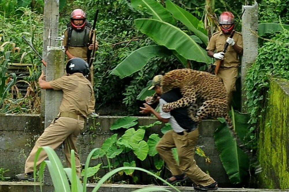 FOTO. Momentul in care un leopard ataca un om. Animalul a mutilat in total 6 persoane - Imaginea 1