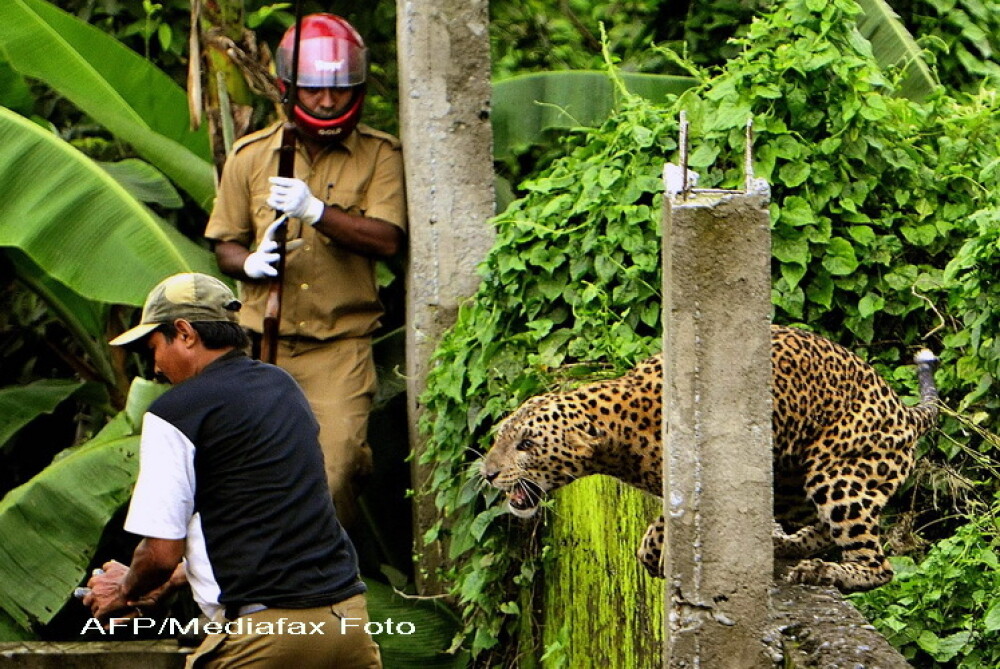 FOTO. Momentul in care un leopard ataca un om. Animalul a mutilat in total 6 persoane - Imaginea 2