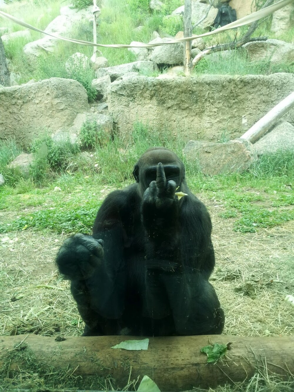 Cum reactioneaza o gorila de la zoo cand vrei s-o pozezi. Gestul obscen facut in fata camerei - Imaginea 1