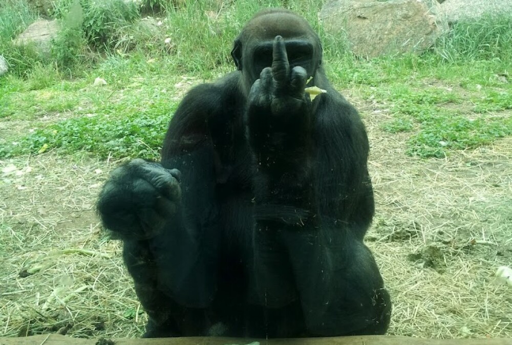 Cum reactioneaza o gorila de la zoo cand vrei s-o pozezi. Gestul obscen facut in fata camerei - Imaginea 2