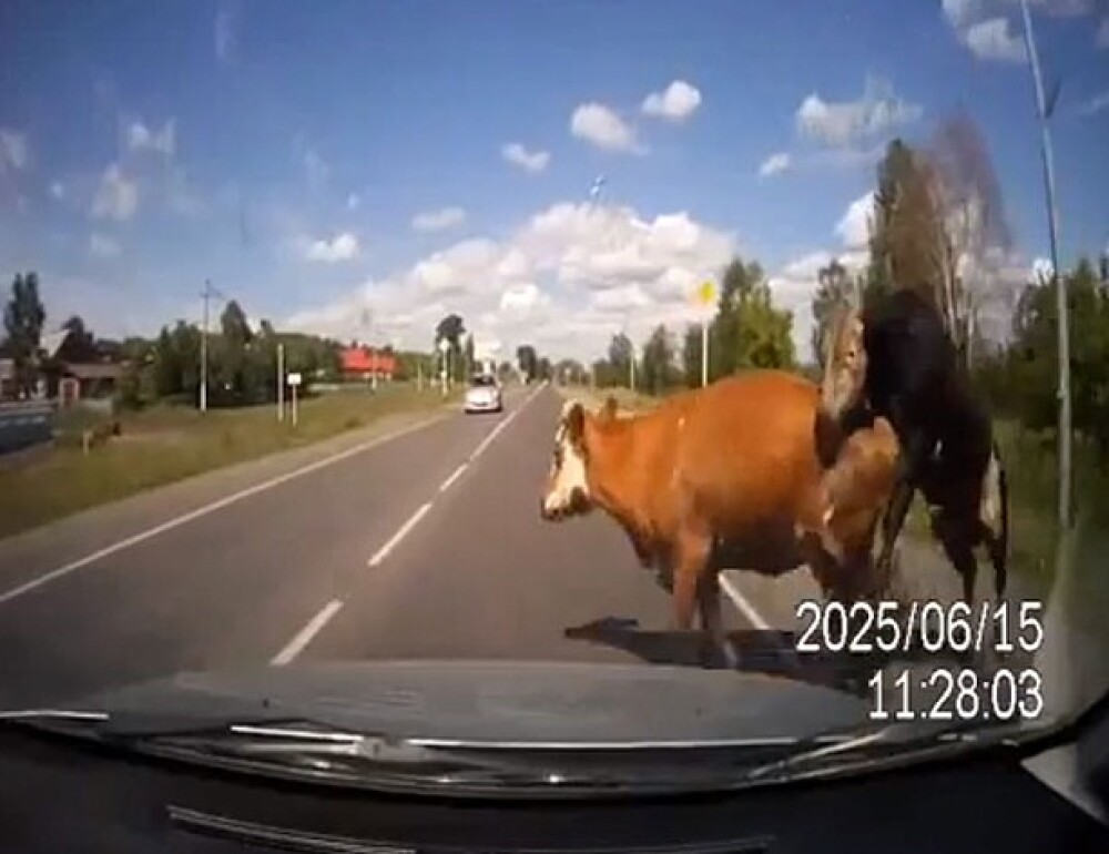 Momente de groaza pentru un sofer din Rusia. Ce i-a aparut brusc in fata masinii. VIDEO - Imaginea 2