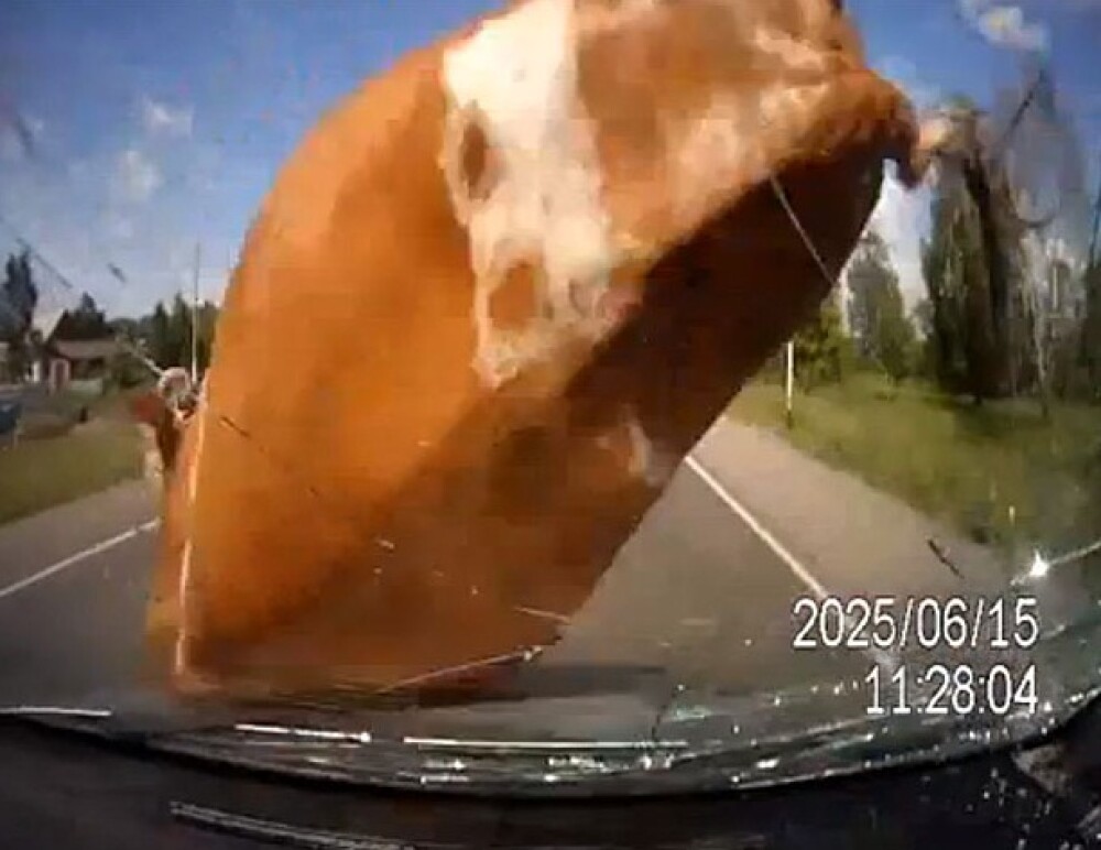 Momente de groaza pentru un sofer din Rusia. Ce i-a aparut brusc in fata masinii. VIDEO - Imaginea 3