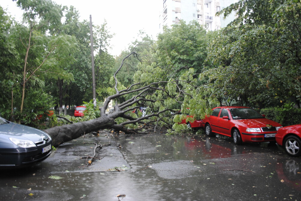 Furtuna puternica in Capitala. 35 de copaci au fost doborati iar mai multe strazi au fost inundate - Imaginea 2