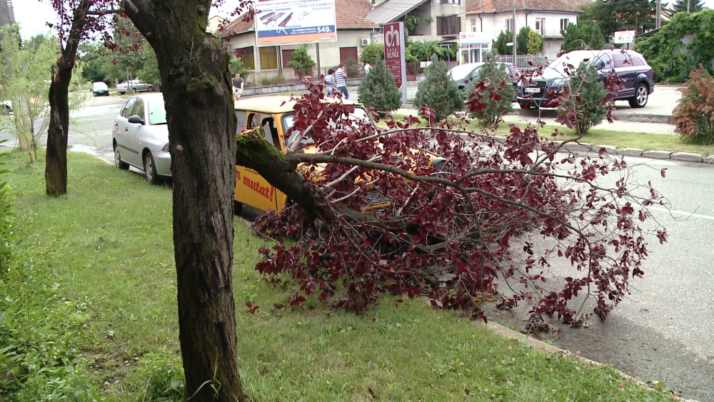 Urmari ale furtunilor din weekend: Robu, somat sa dispuna taierea copacilor cu pericol de prabusire - Imaginea 5