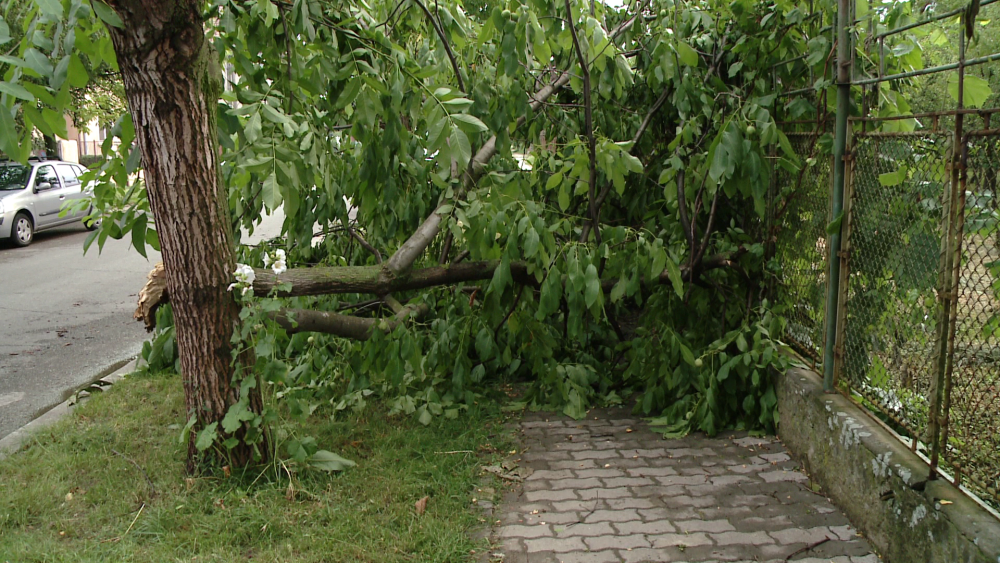 Urmari ale furtunilor din weekend: Robu, somat sa dispuna taierea copacilor cu pericol de prabusire - Imaginea 6