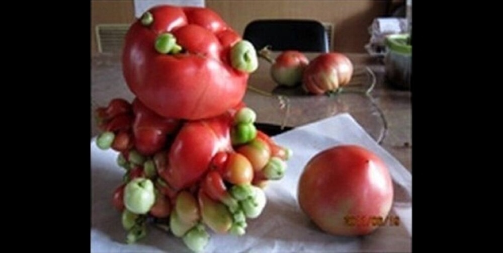 Ce au gasit acesti oameni in legumele si fructele culese. Motivul pentru care au mutatii ciudate - Imaginea 5