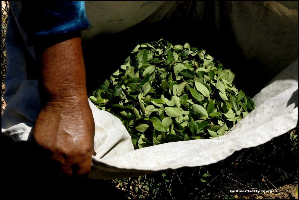 Nu este cocaina! Ce trebuie sa stiti despre bautura din frunze de coca, consumata de Papa Francisc in drum spre Bolivia - Imaginea 2