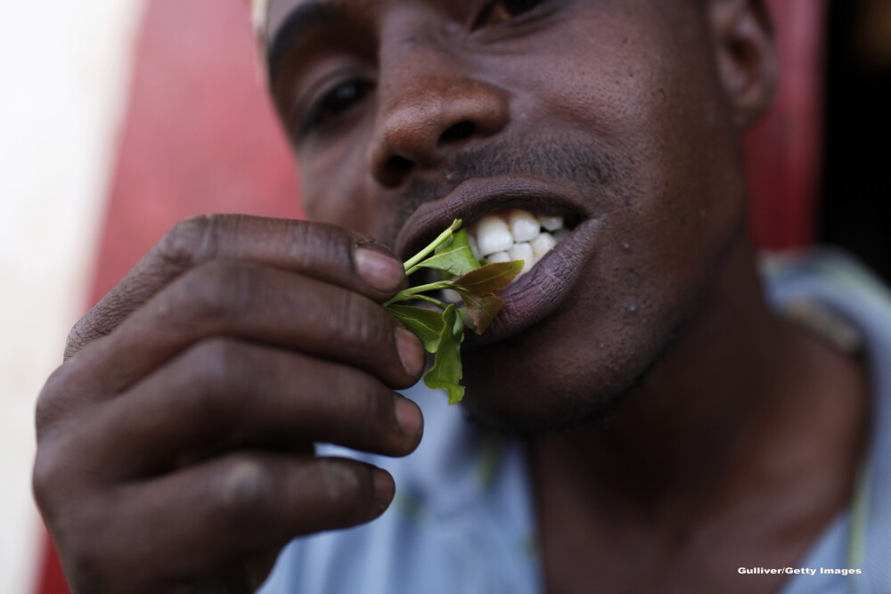 Nu este cocaina! Ce trebuie sa stiti despre bautura din frunze de coca, consumata de Papa Francisc in drum spre Bolivia - Imaginea 5