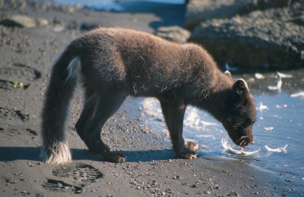 O vulpe polară i-a uimit pe cercetători, călătorind din Norvegia în Canada. Cum a traversat Oceanul - Imaginea 2