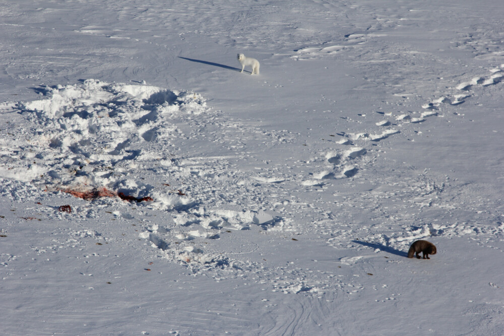 O vulpe polară i-a uimit pe cercetători, călătorind din Norvegia în Canada. Cum a traversat Oceanul - Imaginea 4