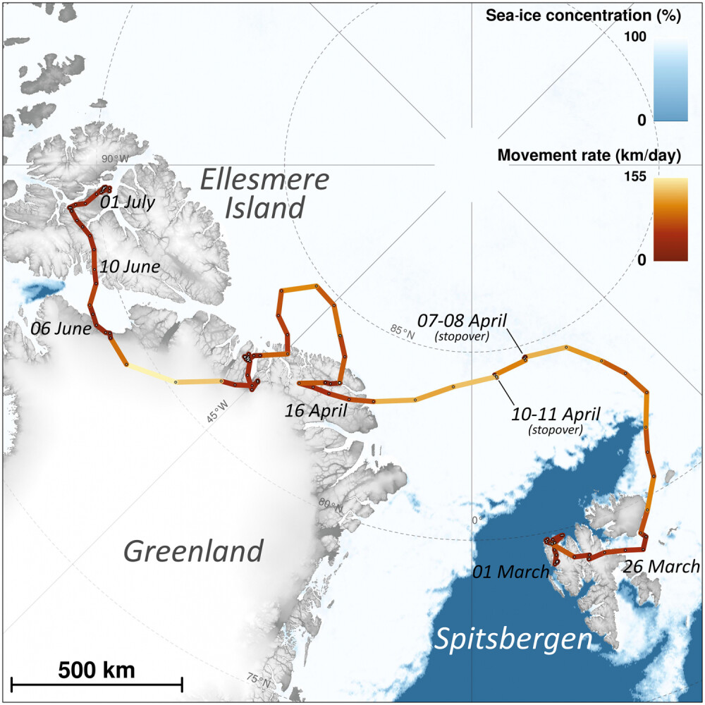 O vulpe polară i-a uimit pe cercetători, călătorind din Norvegia în Canada. Cum a traversat Oceanul - Imaginea 5