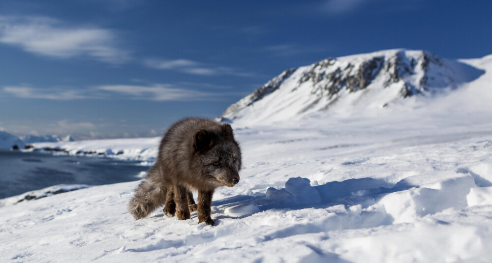 O vulpe polară i-a uimit pe cercetători, călătorind din Norvegia în Canada. Cum a traversat Oceanul - Imaginea 7