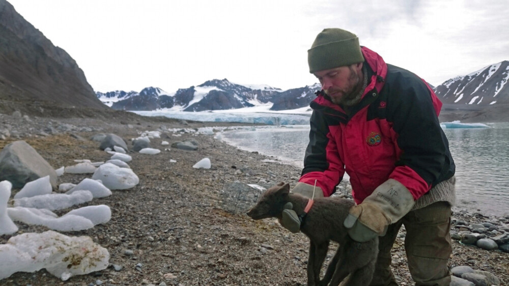 O vulpe polară i-a uimit pe cercetători, călătorind din Norvegia în Canada. Cum a traversat Oceanul - Imaginea 1