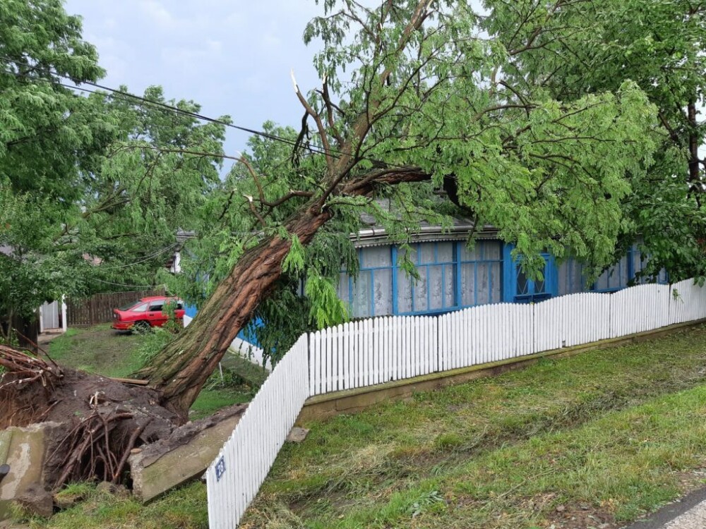 Furtună devastatoare la Botoșani: Vântul a rupt copaci și smuls acoperișuri. VIDEO - Imaginea 2