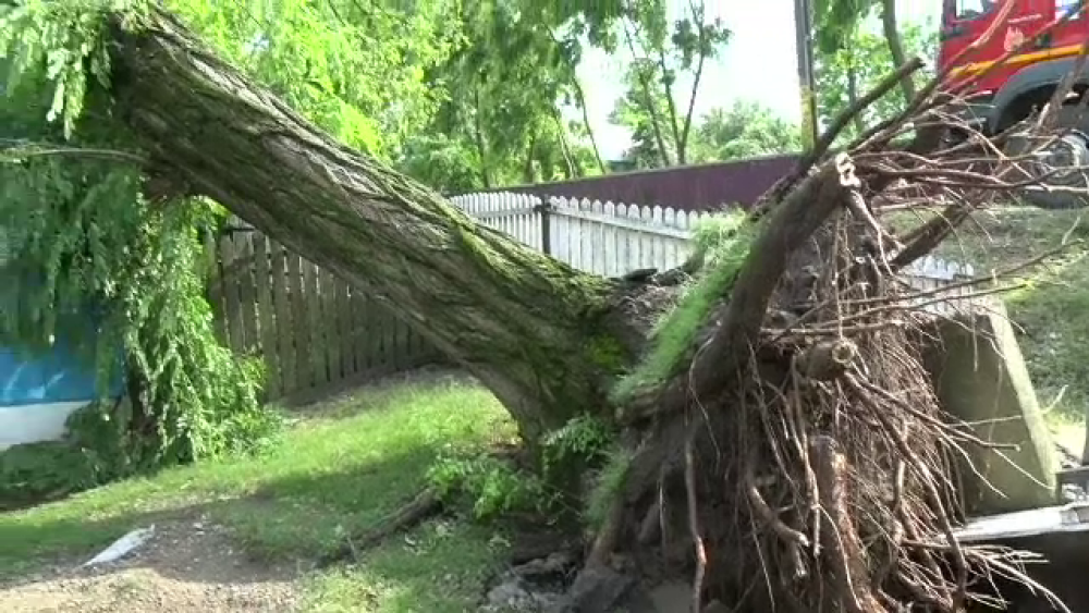 Panică în Botoșani după o vijelie care a smuls copacii: 