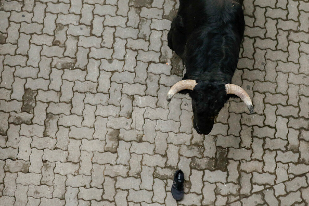 Imagini șocante. Turiști călcați în picioare și împunși de tauri la Pamplona - Imaginea 3