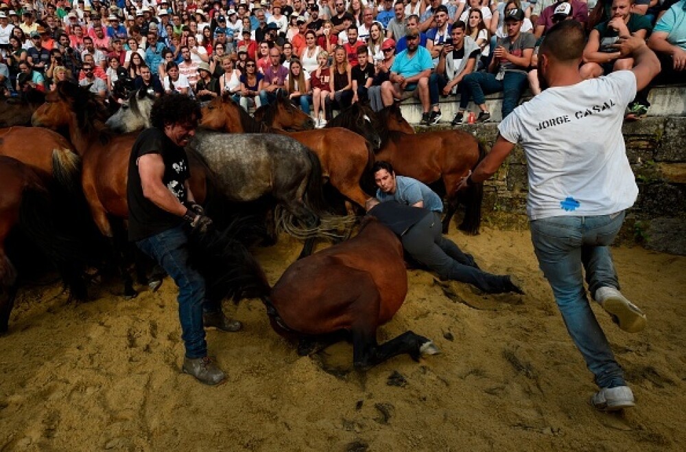 Lupte corp la corp cu cai sălbatici, la un festival din Spania. Imagini tulburătoare - Imaginea 20