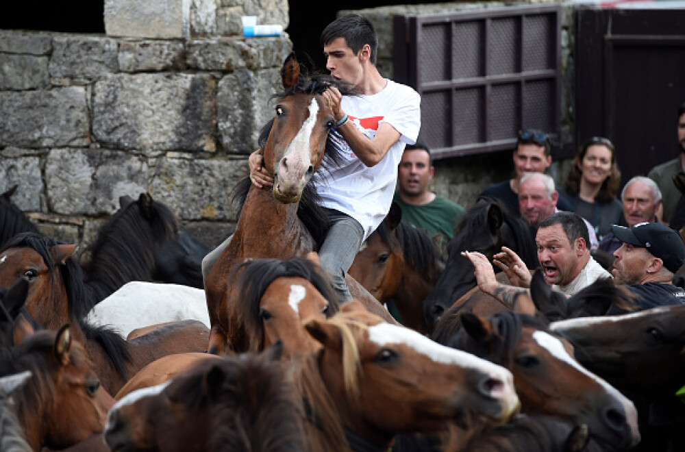 Lupte corp la corp cu cai sălbatici, la un festival din Spania. Imagini tulburătoare - Imaginea 16