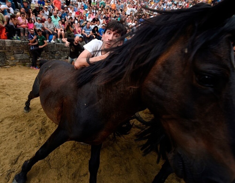Lupte corp la corp cu cai sălbatici, la un festival din Spania. Imagini tulburătoare - Imaginea 15
