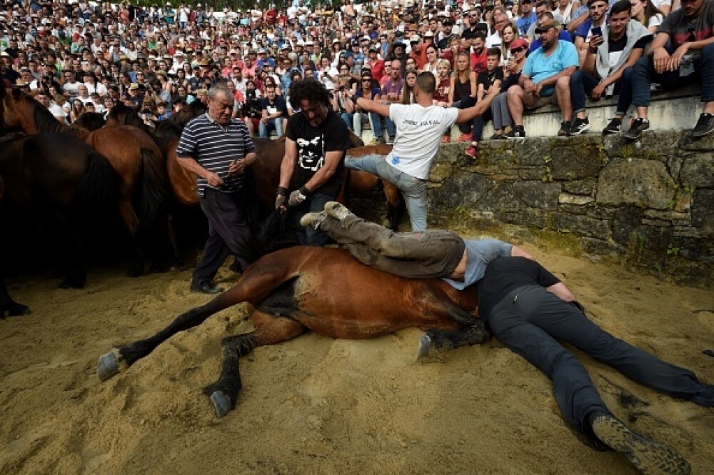 Lupte corp la corp cu cai sălbatici, la un festival din Spania. Imagini tulburătoare - Imaginea 14