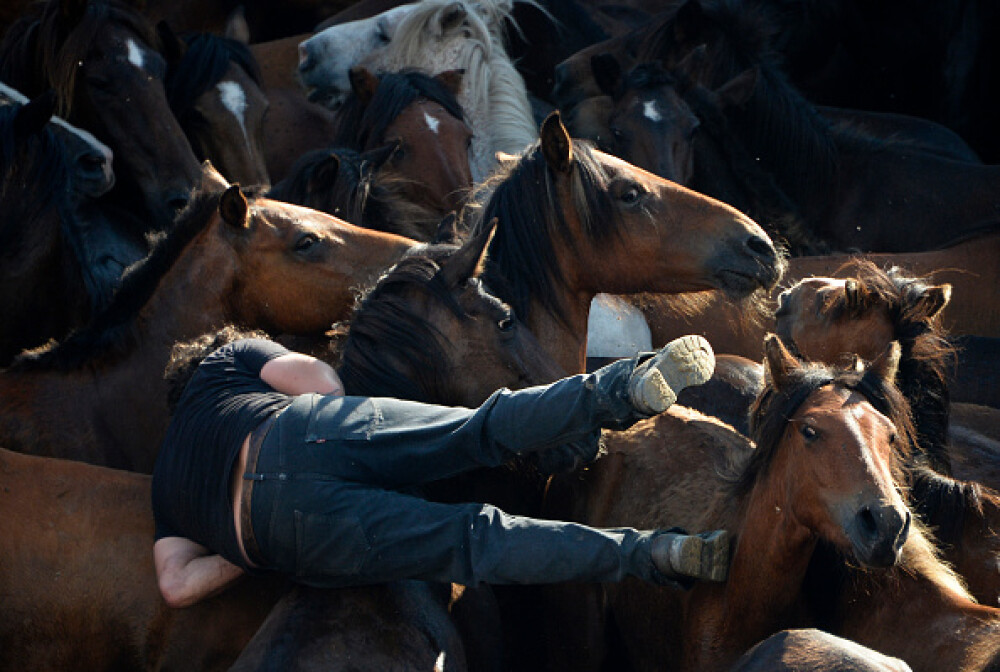 Lupte corp la corp cu cai sălbatici, la un festival din Spania. Imagini tulburătoare - Imaginea 13
