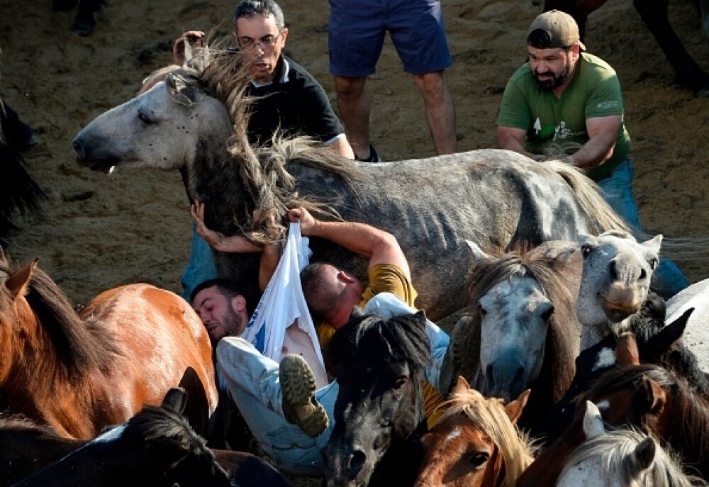 Lupte corp la corp cu cai sălbatici, la un festival din Spania. Imagini tulburătoare - Imaginea 12
