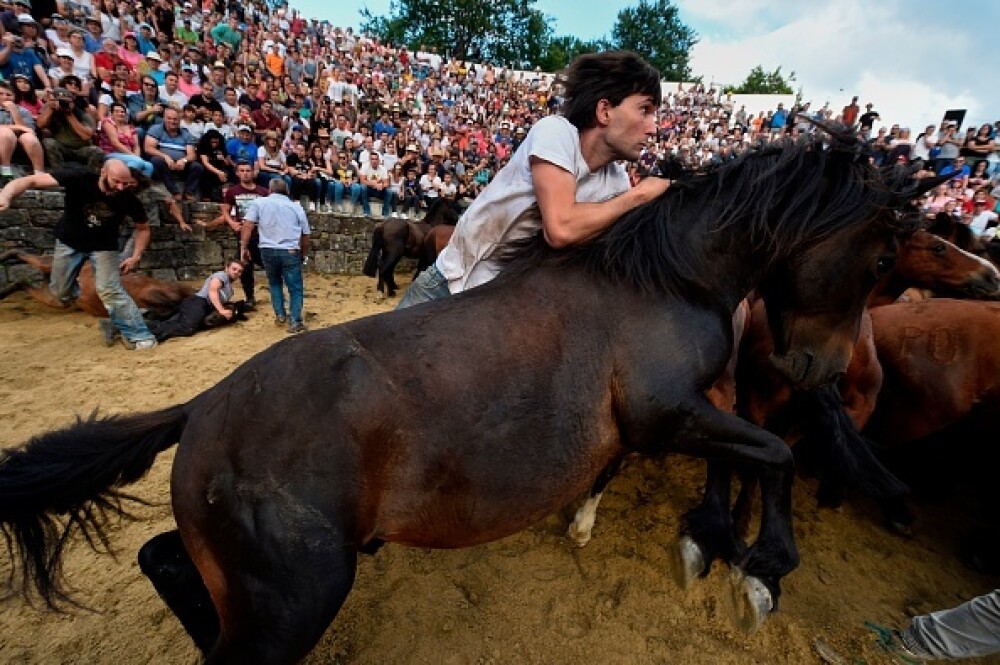 Lupte corp la corp cu cai sălbatici, la un festival din Spania. Imagini tulburătoare - Imaginea 11