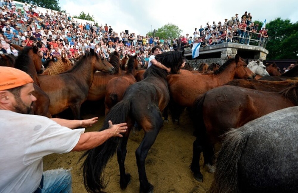 Lupte corp la corp cu cai sălbatici, la un festival din Spania. Imagini tulburătoare - Imaginea 9