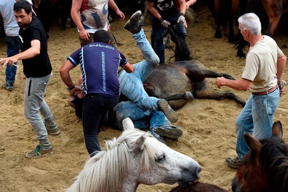 Lupte corp la corp cu cai sălbatici, la un festival din Spania. Imagini tulburătoare - Imaginea 8