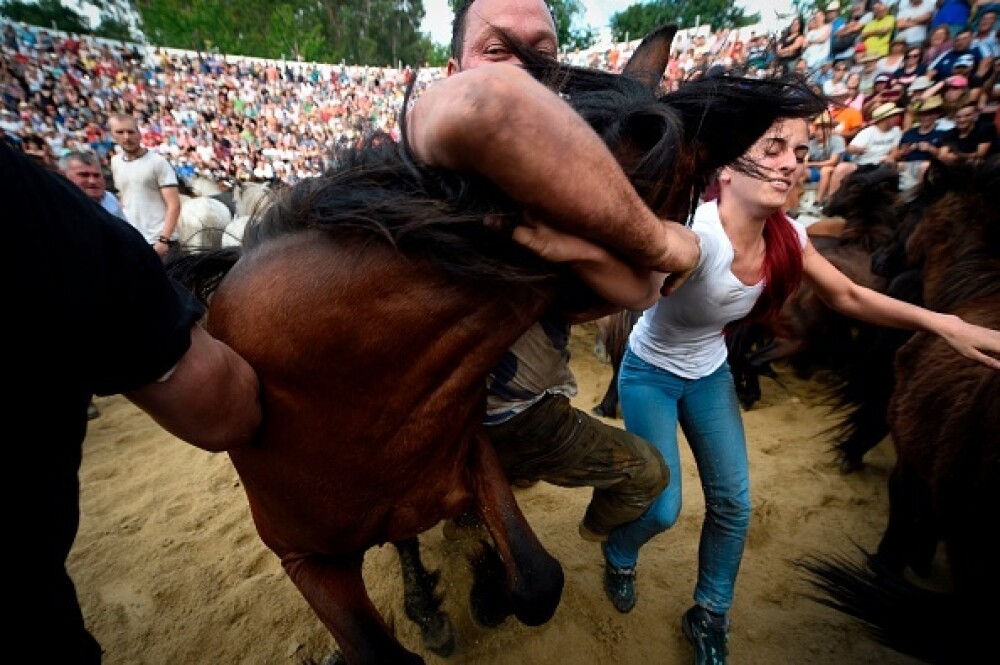 Lupte corp la corp cu cai sălbatici, la un festival din Spania. Imagini tulburătoare - Imaginea 7