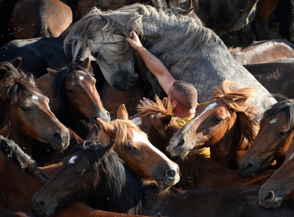 Lupte corp la corp cu cai sălbatici, la un festival din Spania. Imagini tulburătoare - Imaginea 3