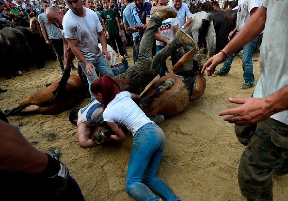 Lupte corp la corp cu cai sălbatici, la un festival din Spania. Imagini tulburătoare - Imaginea 2