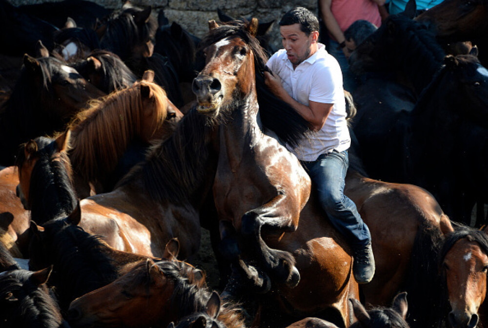 Lupte corp la corp cu cai sălbatici, la un festival din Spania. Imagini tulburătoare - Imaginea 1